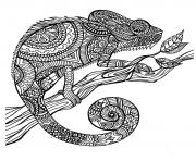 adult cameleon patterns