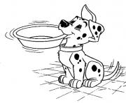 dalmatian asking for milk a1c0