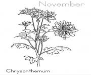 Chrysanthemum November