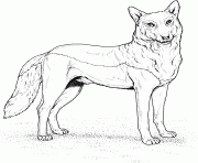 Printable red wolf coloring pages