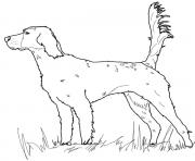 english setter dog