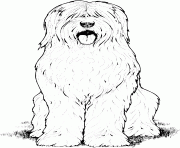 Printable old english sheepdog dog coloring pages