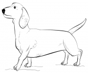 dachshund