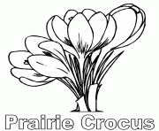 prairie crocus flower