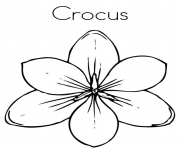 crocus flower