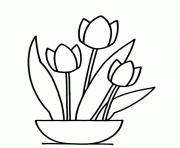 tulip flower