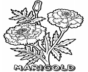 marigold flower