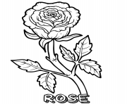 rose flower