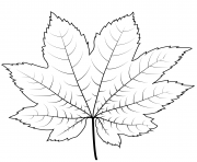 vine maple leaf