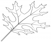 scarlet oak leaf