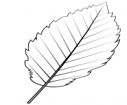 red alder leaf