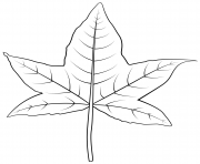 sweetgum leaf