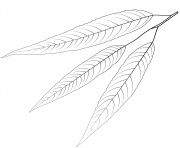 white willow leaf