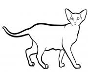 oriental shorthair cat