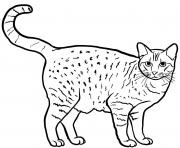 the ocicat