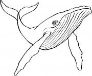 humpback whale