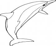 Spinner Dolphin