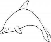 Striped Dolphin