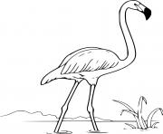 Andean Flamingo