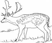 Realistic Fallow Deer