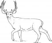 realistic whitetail walking