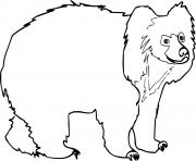 Walking Sloth Bear