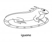 iguana